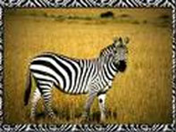 zebra