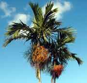 palm